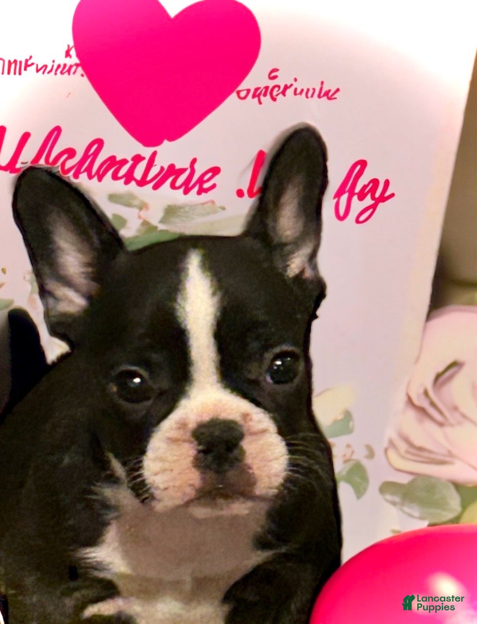French Bulldog dogs Venus - Ad 2