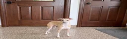 Italian Greyhound dogs for sale: Norm - Ad 3