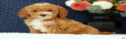 Bichpoo dogs for sale: Ethan - Ad 3