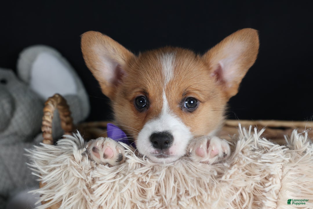 Welsh Corgi Pembroke dogs for sale: Holden - Ad 5