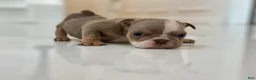 English Bulldog dogs for sale: SnowBall - SPECIAL NEEDS  - Ad 8