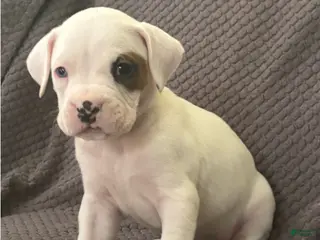 Boxer dogs Reserved...Max - Ad 5
