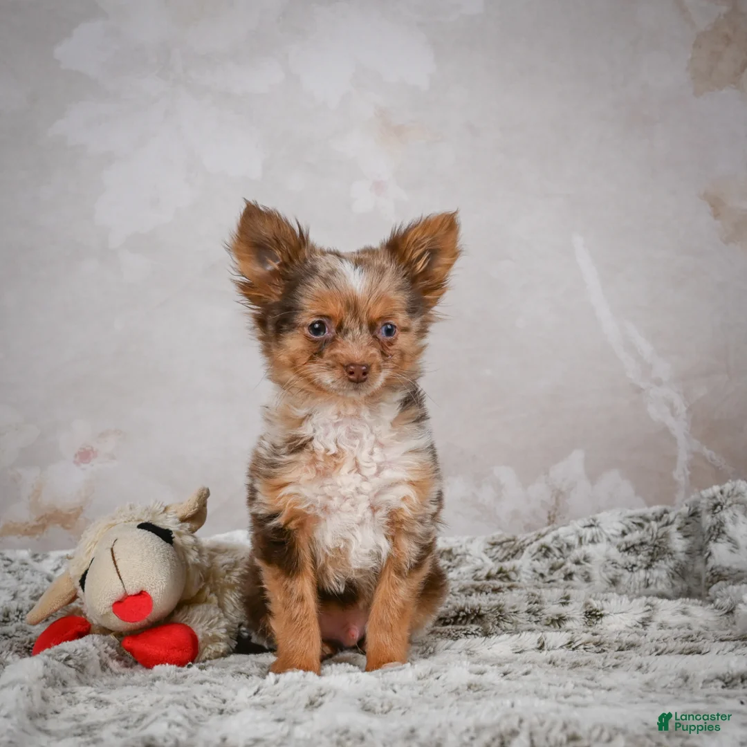 Chihuahua dogs for sale: Rolex - Ad 9