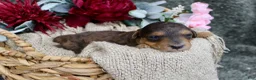Mini Aussiedoodle dogs for sale: Birdie- F1B Mini AussieDoodle Girl in NC- Brown Phantom - Ad 2