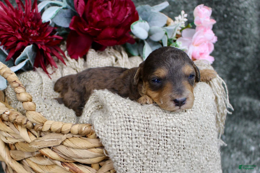 Mini Aussiedoodle dogs for sale: Birdie- F1B Mini AussieDoodle Girl in NC- Brown Phantom - Ad 2