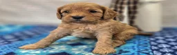Cavapoo dogs for sale: Slate - Ad 21