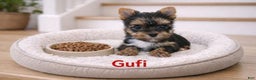 Yorkshire Terrier dogs for sale: Gufi - Ad 2