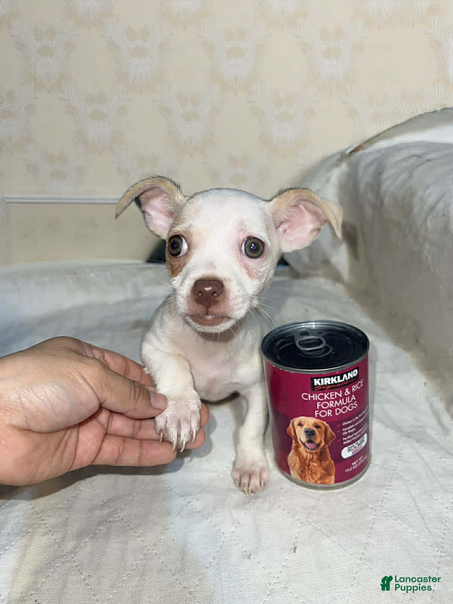 Chihuahua dogs Brain - Ad 1