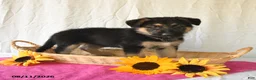 German Shepherd dogs for sale: Tamaiah - Ad 3