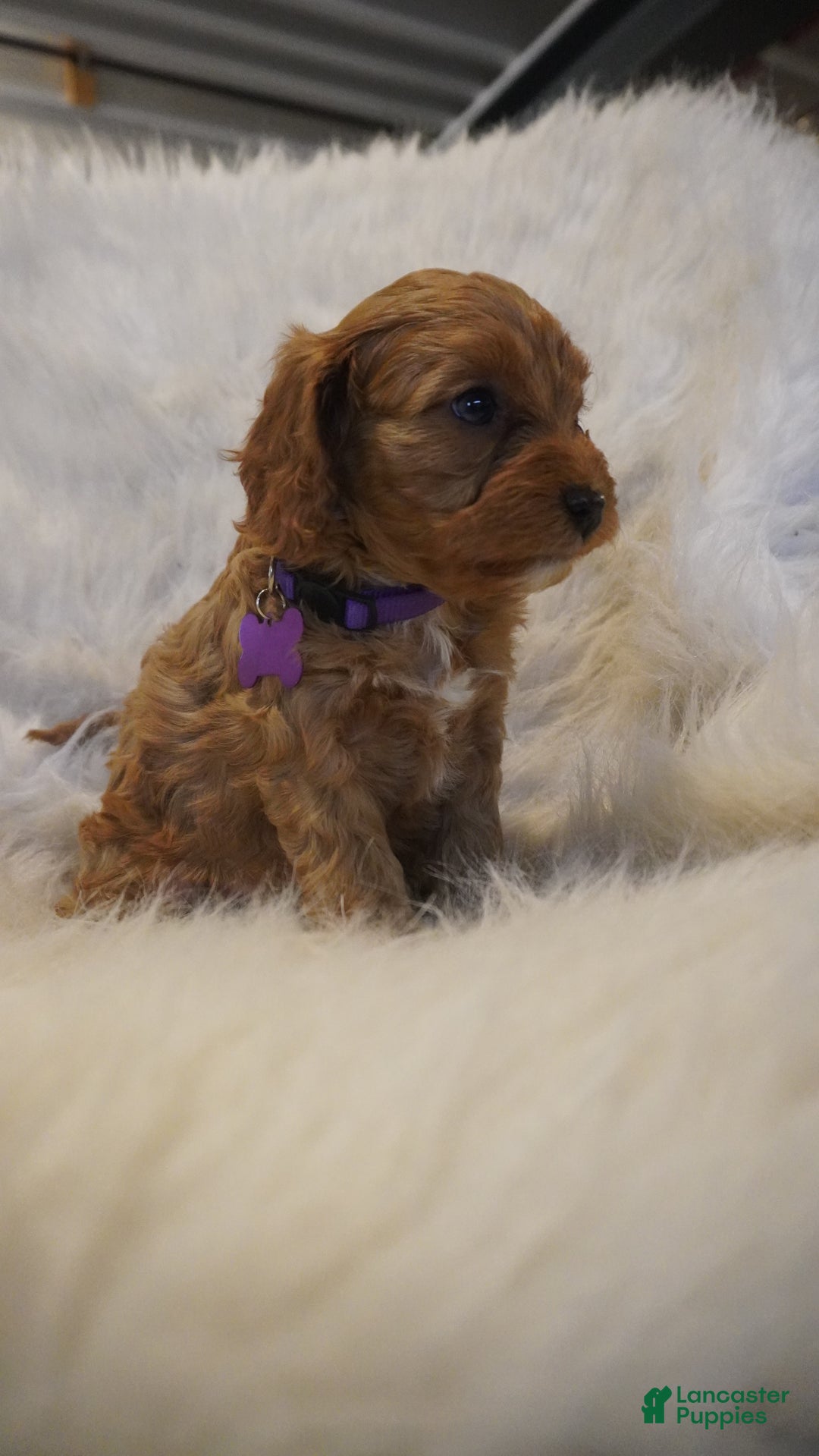 Cavapoo dogs for sale: Pluto  - Ad 3