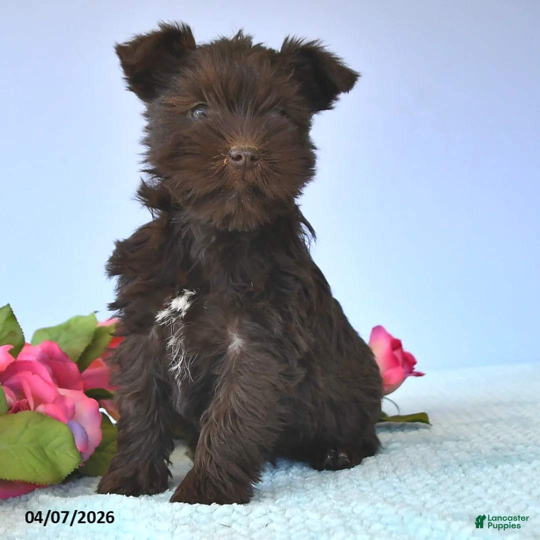 Miniature Schnauzer dogs for sale: Tulip - Ad 3