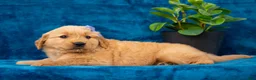 Golden Retriever dogs for sale: Tula - Ad 7