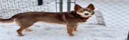 Mixed Breed dogs for sale: ODIN-Kelpie/Border Collie male  - Ad 15