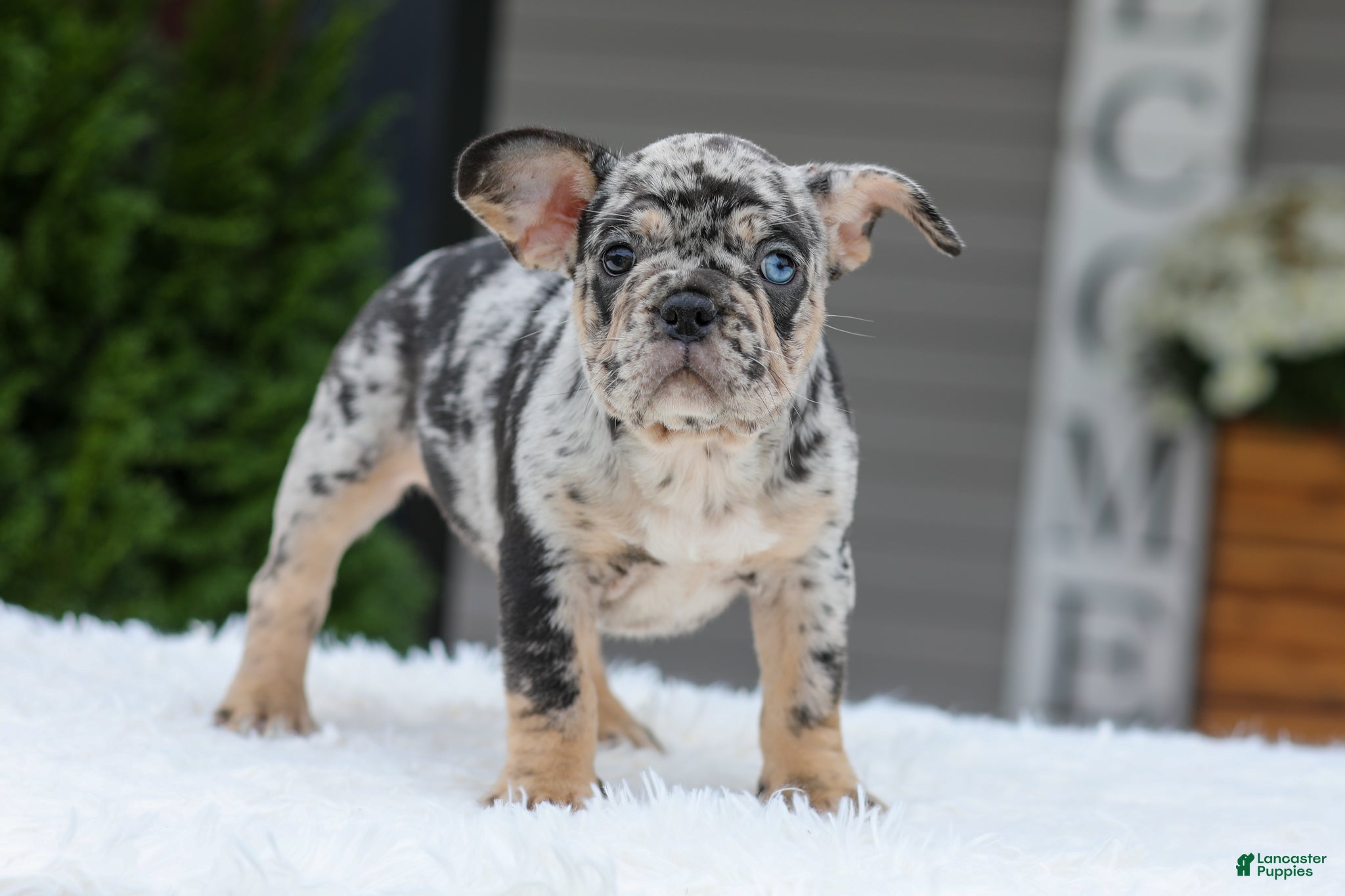 Puppies for sale Lancaster Puppies