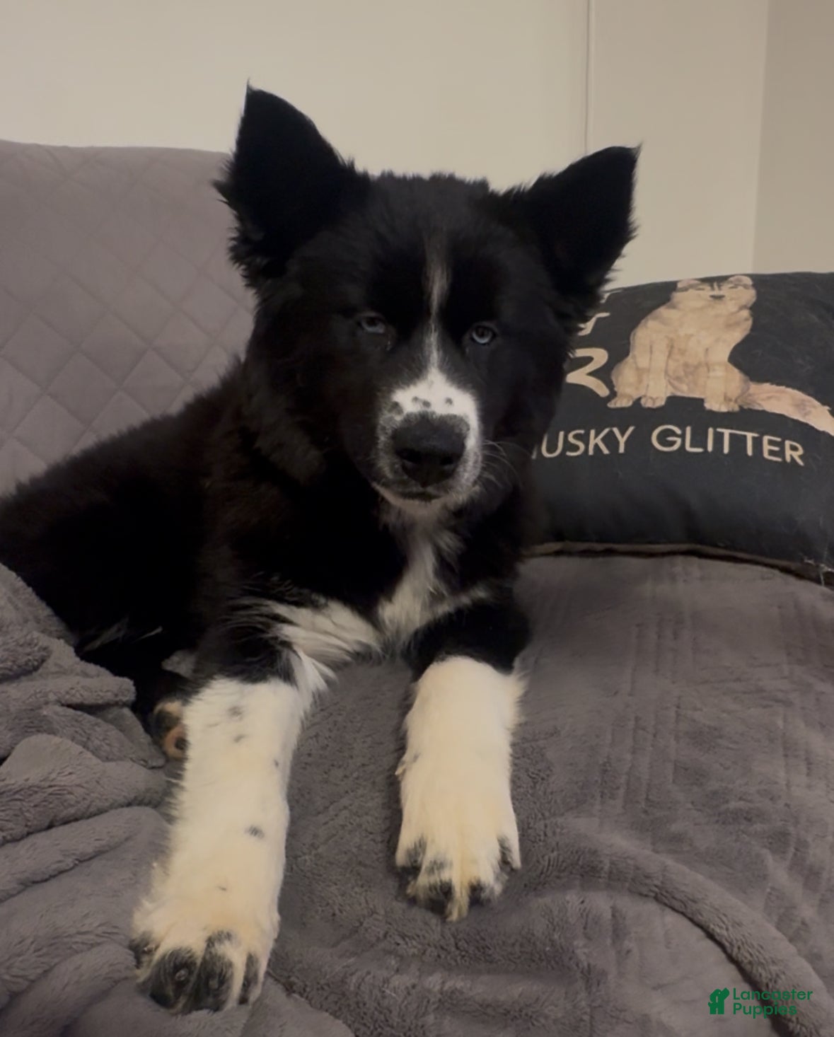 Siberian Husky dogs Honey - Ad 1