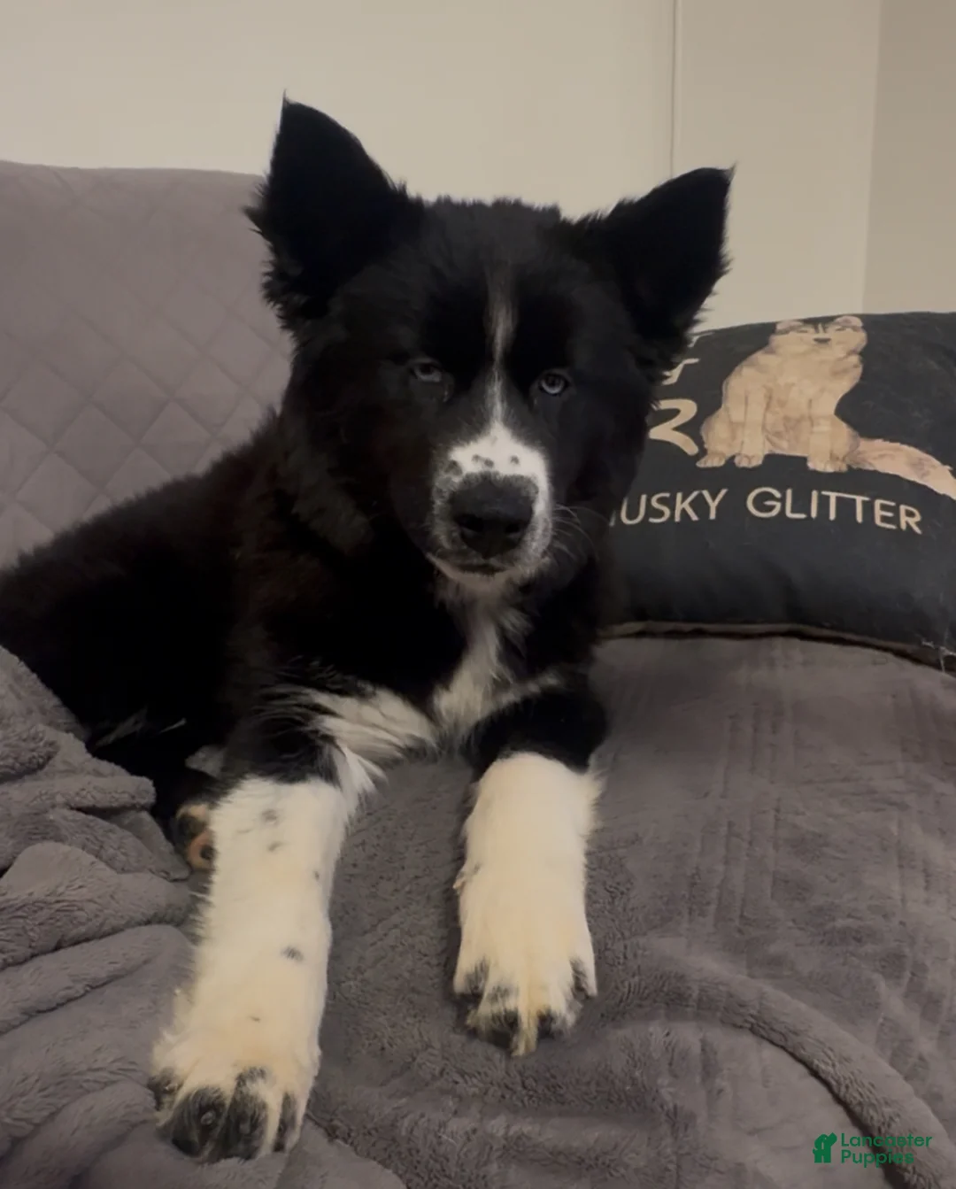 Siberian Husky dogs for sale: Honey - Ad 2