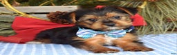 Yorkshire Terrier dogs for sale: Milo - Ad 1