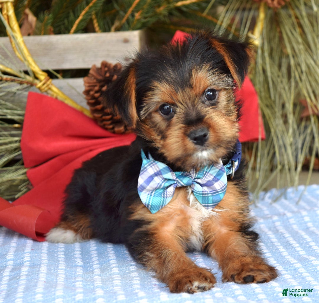 Yorkshire Terrier dogs for sale: Milo - Ad 1