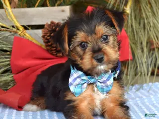 Yorkshire Terrier dogs Milo - Ad 26