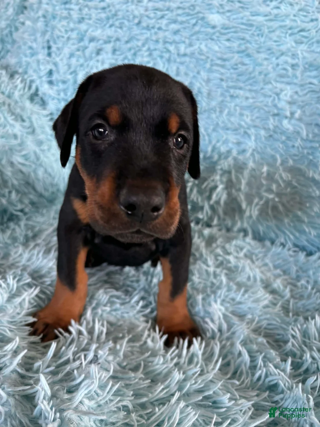 Doberman Pinscher dogs for sale: Male 3 with ear crop - Ad 1