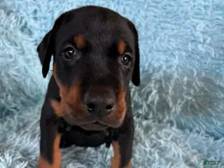 Doberman Pinscher dogs Male 3 with ear crop - Ad 30