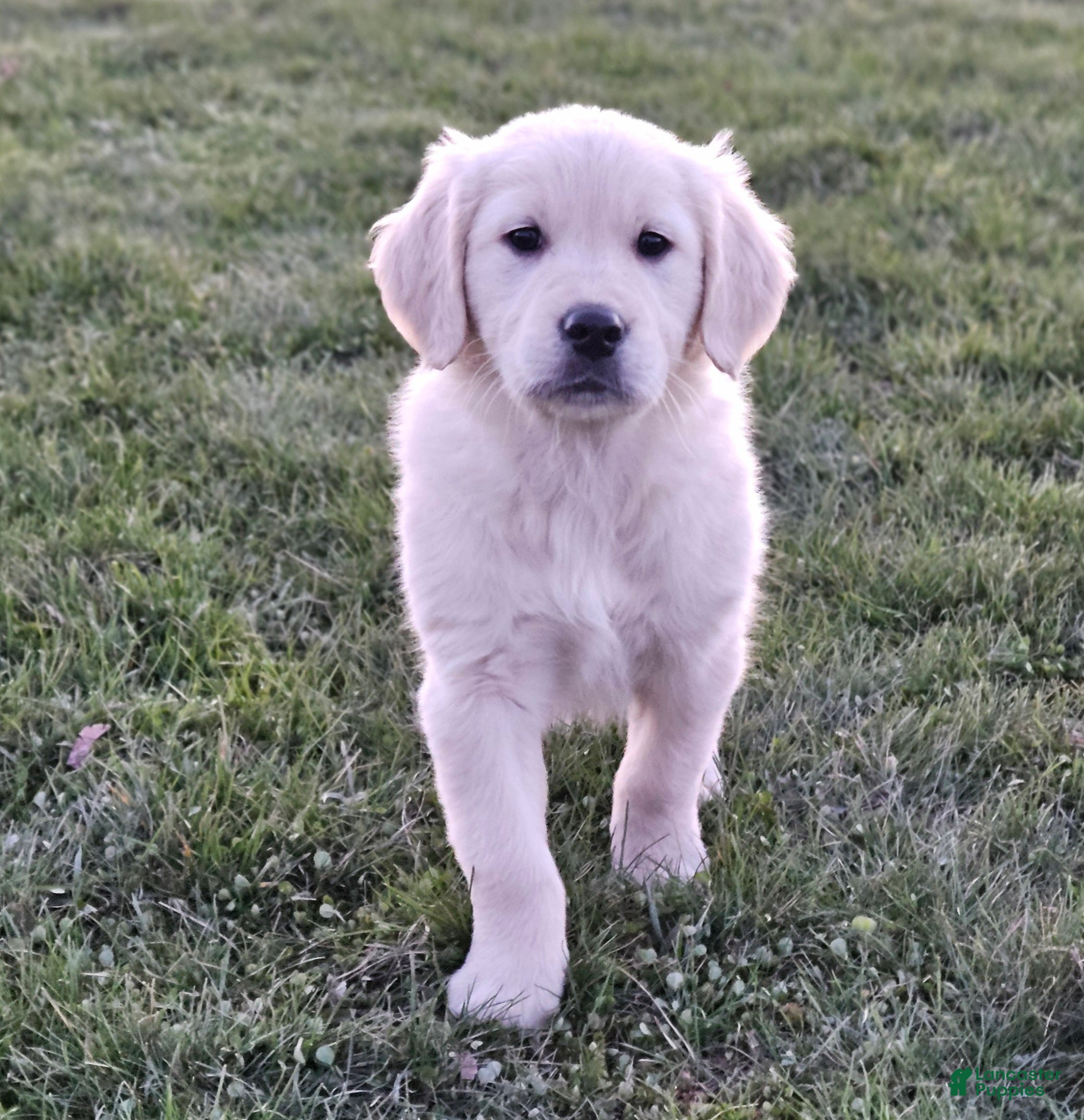 Golden Retriever dogs Buck - Ad 2