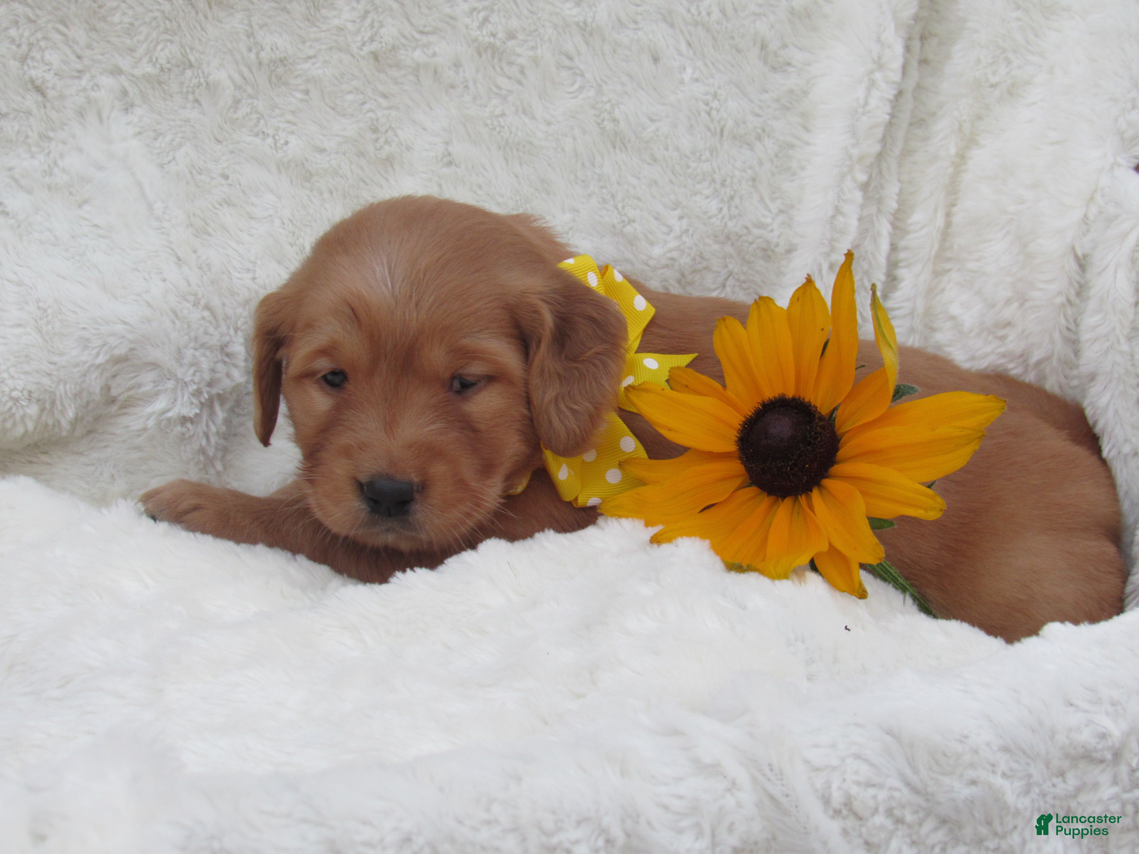 Golden Retriever dogs for sale: LUCKY - Ad 2