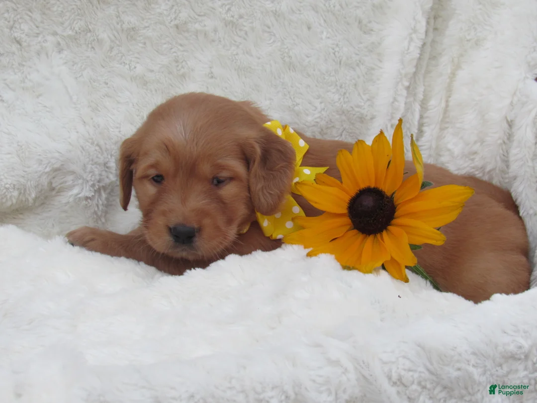 Golden Retriever dogs for sale: LUCKY - Ad 1