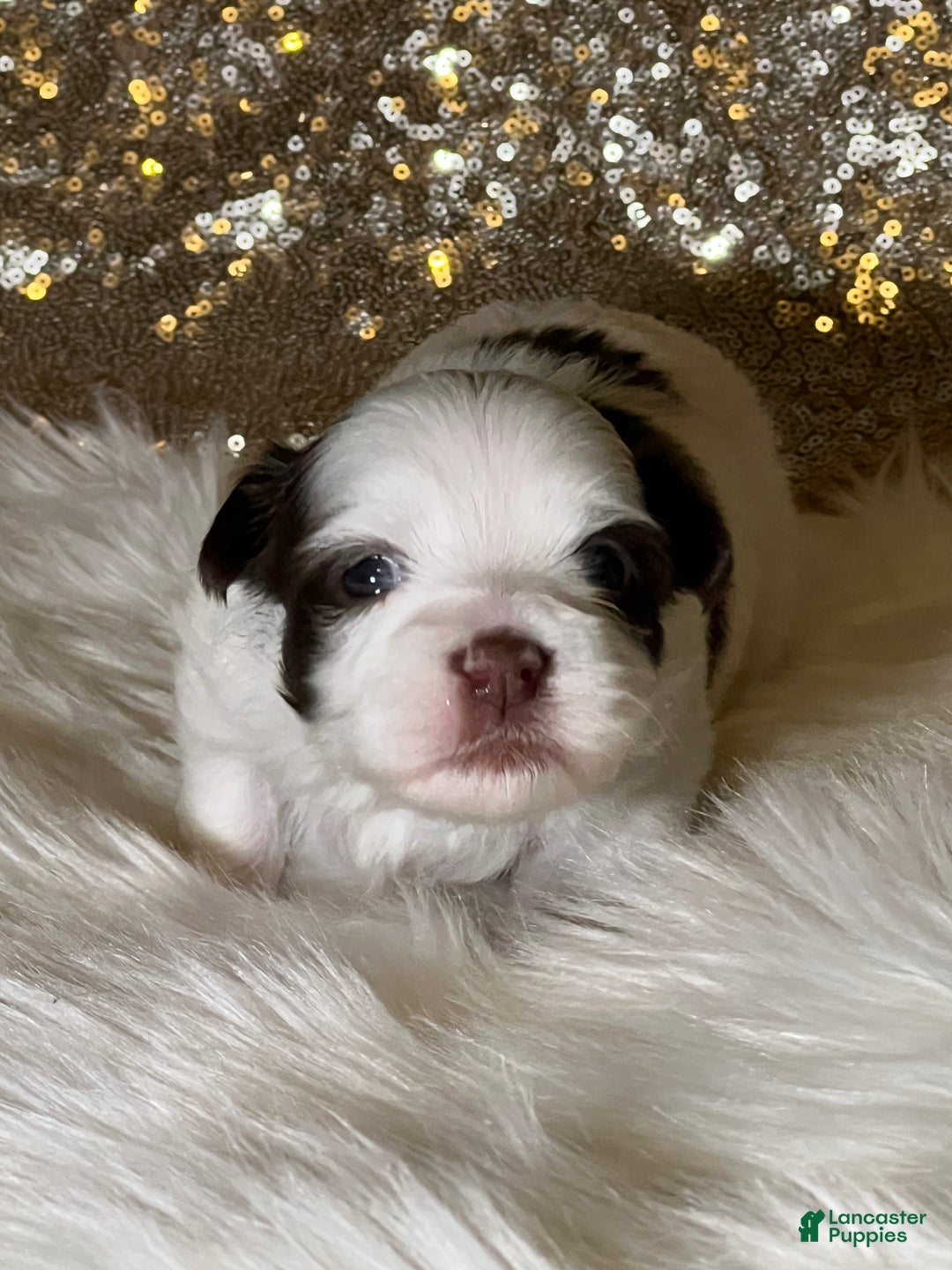 Havanese dogs for sale: Panda Girl - Ad 4