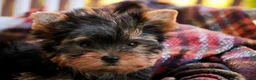 Yorkshire Terrier dogs for sale: Damon Yorkshire Terrier  - Ad 17