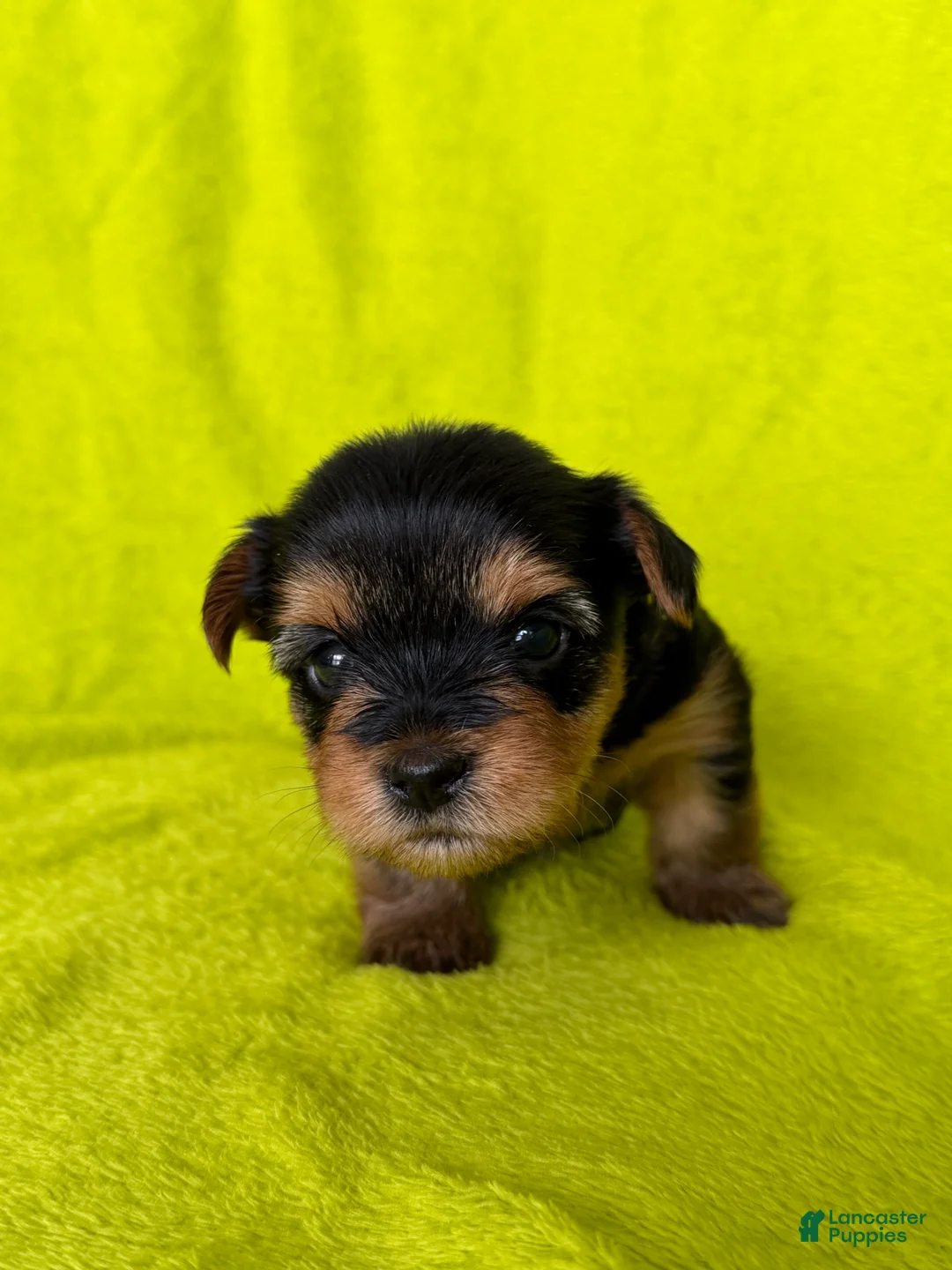 Yorkshire Terrier dogs for sale: Rocket 🧡 - Ad 2