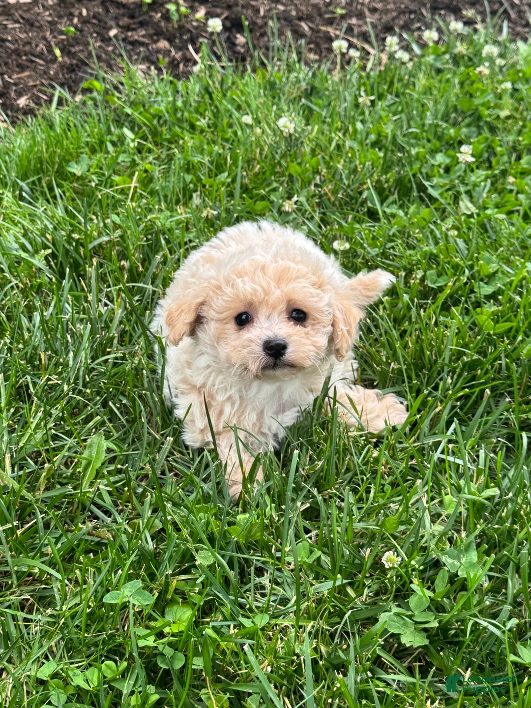 Bichpoo dogs for sale: Belle  - Ad 5