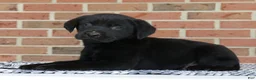 Labrador Retriever dogs for sale: Benji - Ad 4