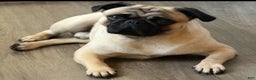 Pug dogs for stud: Stewie - Ad 4