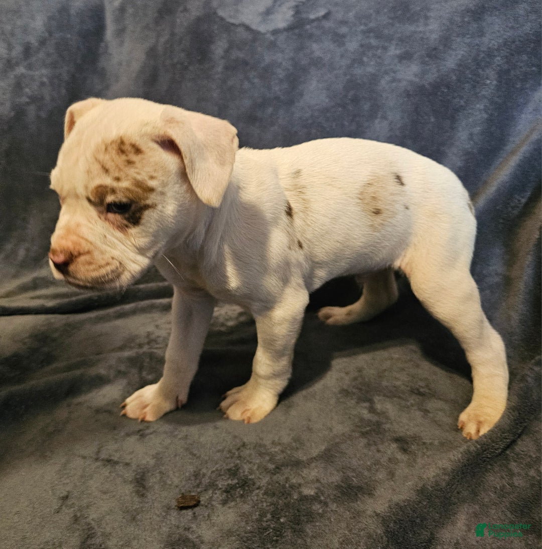 Alapaha Blue Blood Bulldog dogs for sale: Alapaha Blue Blood Bulldog Puppy 2 - Ad 2