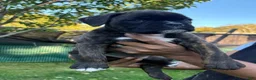 Boxer dogs for sale: Colonia - Ad 13