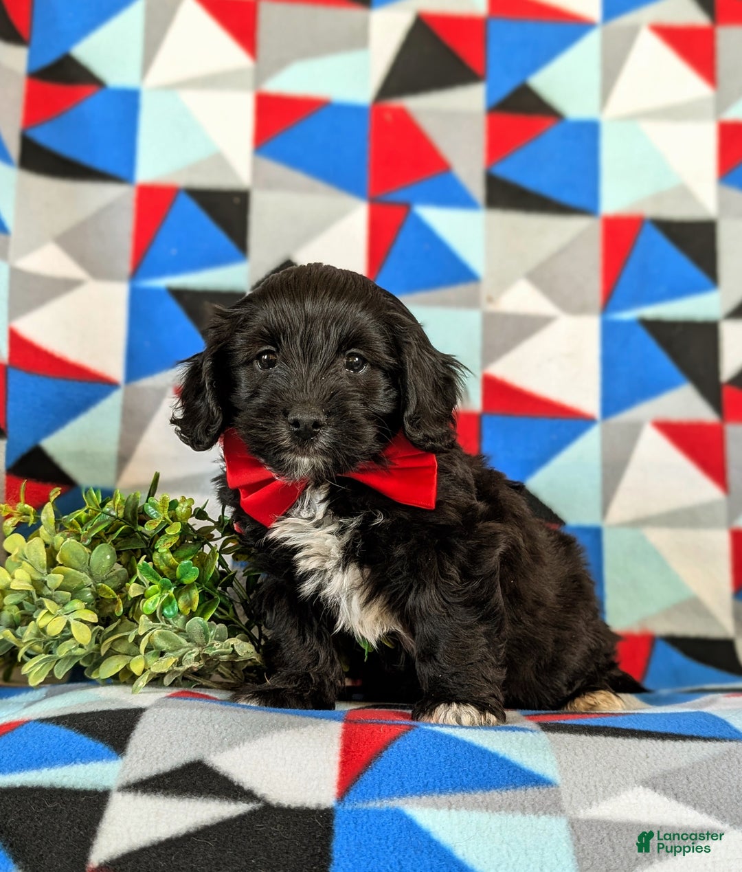 Mixed Breed dogs for sale: Ajay - Ad 3