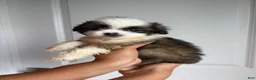 Shih Tzu dogs for sale: Oreo - Ad 1
