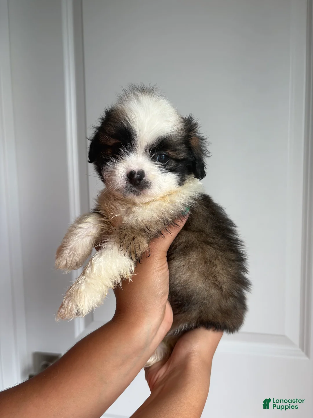 Shih Tzu dogs for sale: Oreo - Ad 1