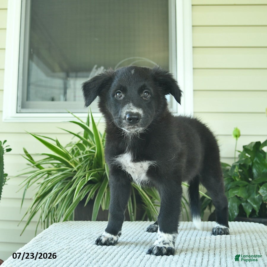 Mixed Breed dogs Ramona  - Ad 2