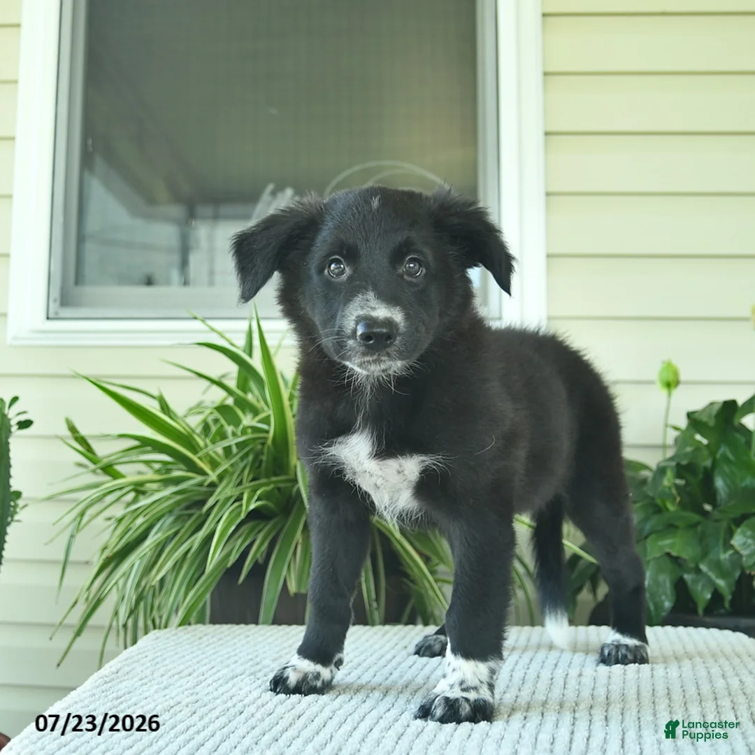 Mixed Breed dogs for sale: Ramona  - Ad 2