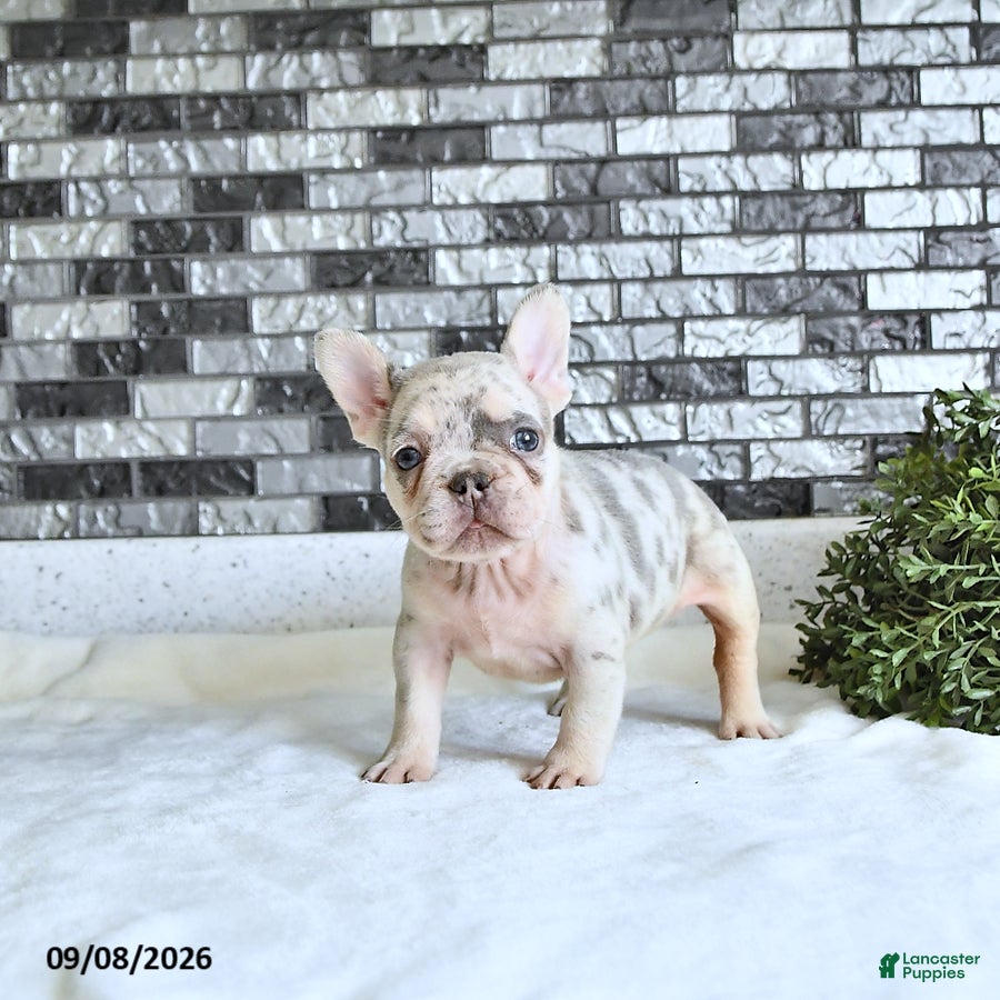 French Bulldog dogs Lettie - Ad 2