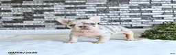 French Bulldog dogs for sale: Lettie - Ad 2