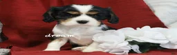 Cavalier King Charles Spaniel dogs for sale: Jerico - Ad 5