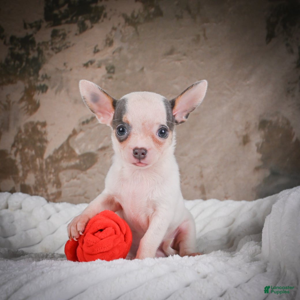 Chihuahua dogs Lane - Ad 1