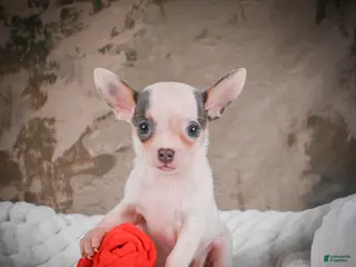 Chihuahua dogs for sale: Lane - Ad 4