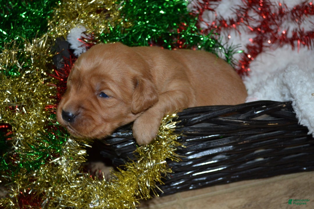 Golden Retriever dogs for sale: Penny - Ad 2