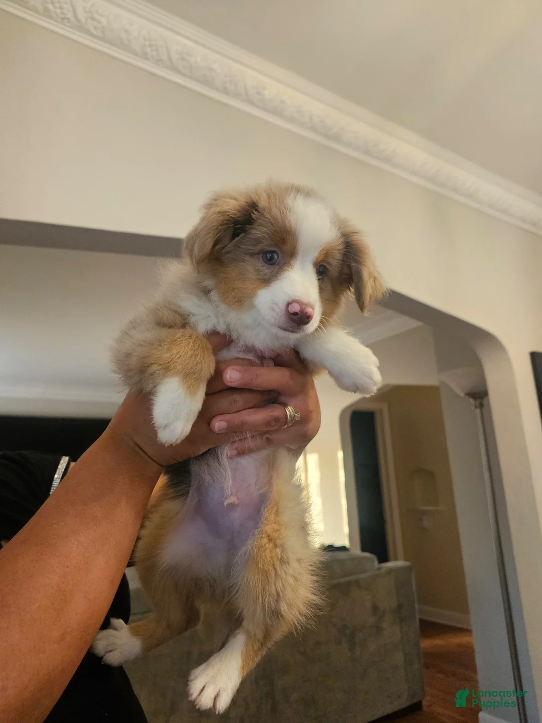 Miniature Australian Shepherd dogs for sale: Miniature Australian Shepherd 1 - Ad 2