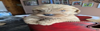 Goldendoodle Puppy 1