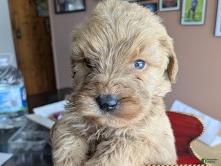 Goldendoodle dogs Goldendoodle Puppy 1 - Ad 16